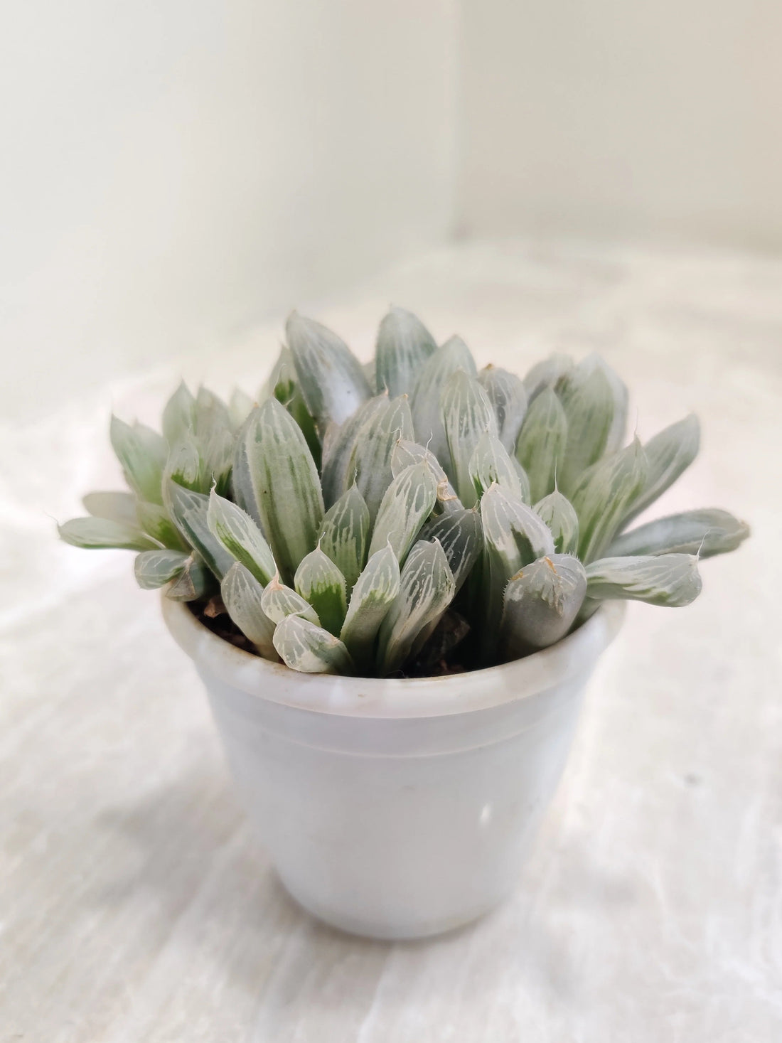 Succulant 1-  Haworthia cooperi Silver Swirls Succulent Plant