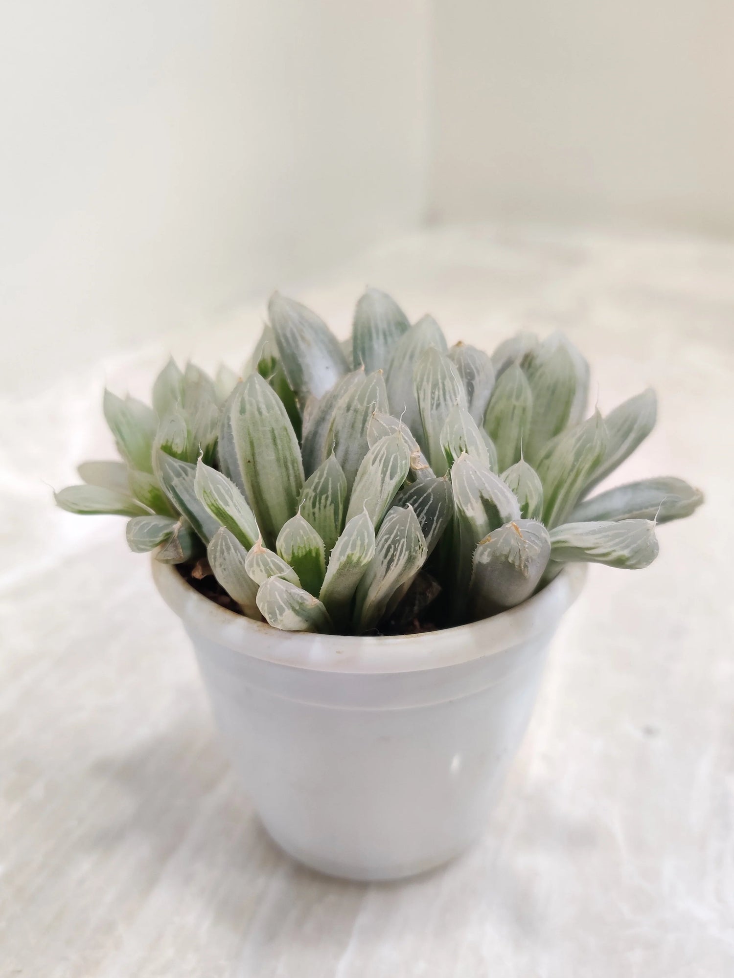 Succulant 1-  Haworthia cooperi Silver Swirls Succulent Plant