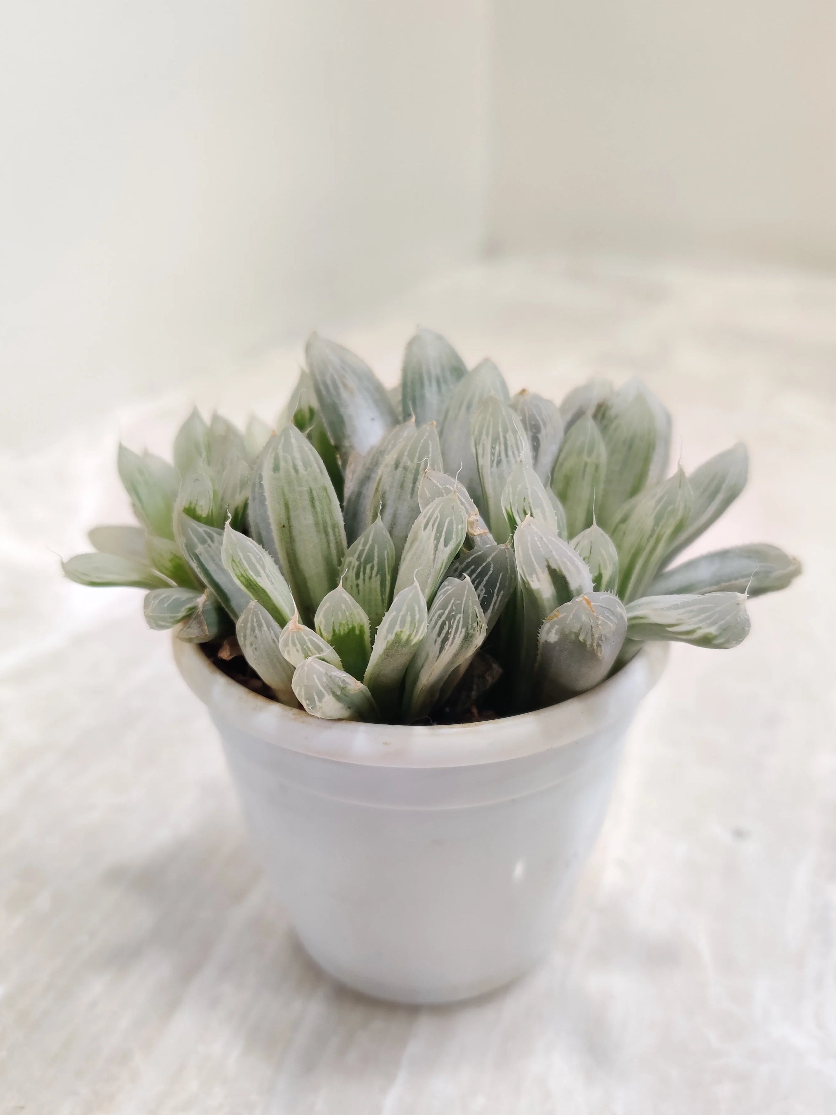 Succulant 1-  Haworthia cooperi Silver Swirls Succulent Plant