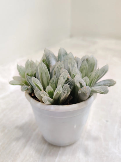 Succulant 1-  Haworthia cooperi Silver Swirls Succulent Plant