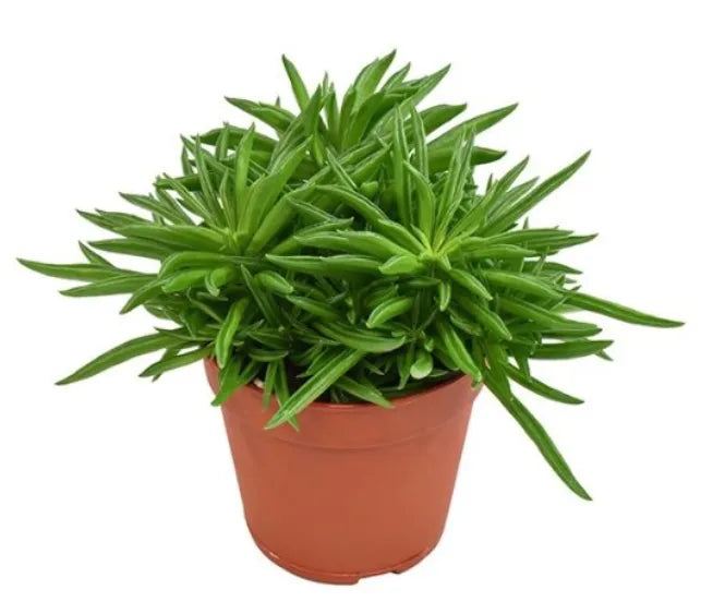 Succulent 2- Peperomia Ferreyrae Succulent plant