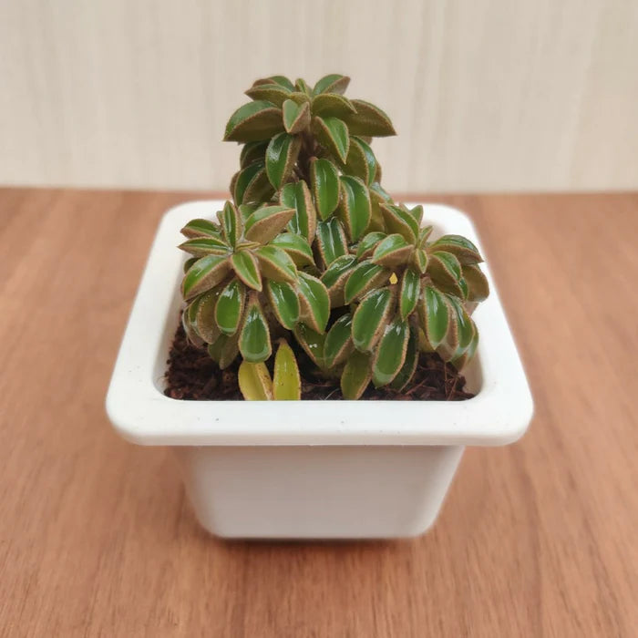 Succulent 3- Peperomia Nivalis Pot Succulent Plant