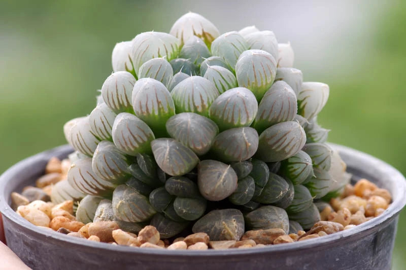 Succulent 9- Haworthia cooperi