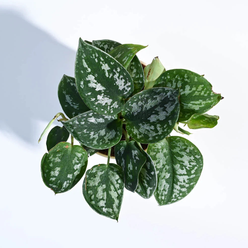Satin Pothos
