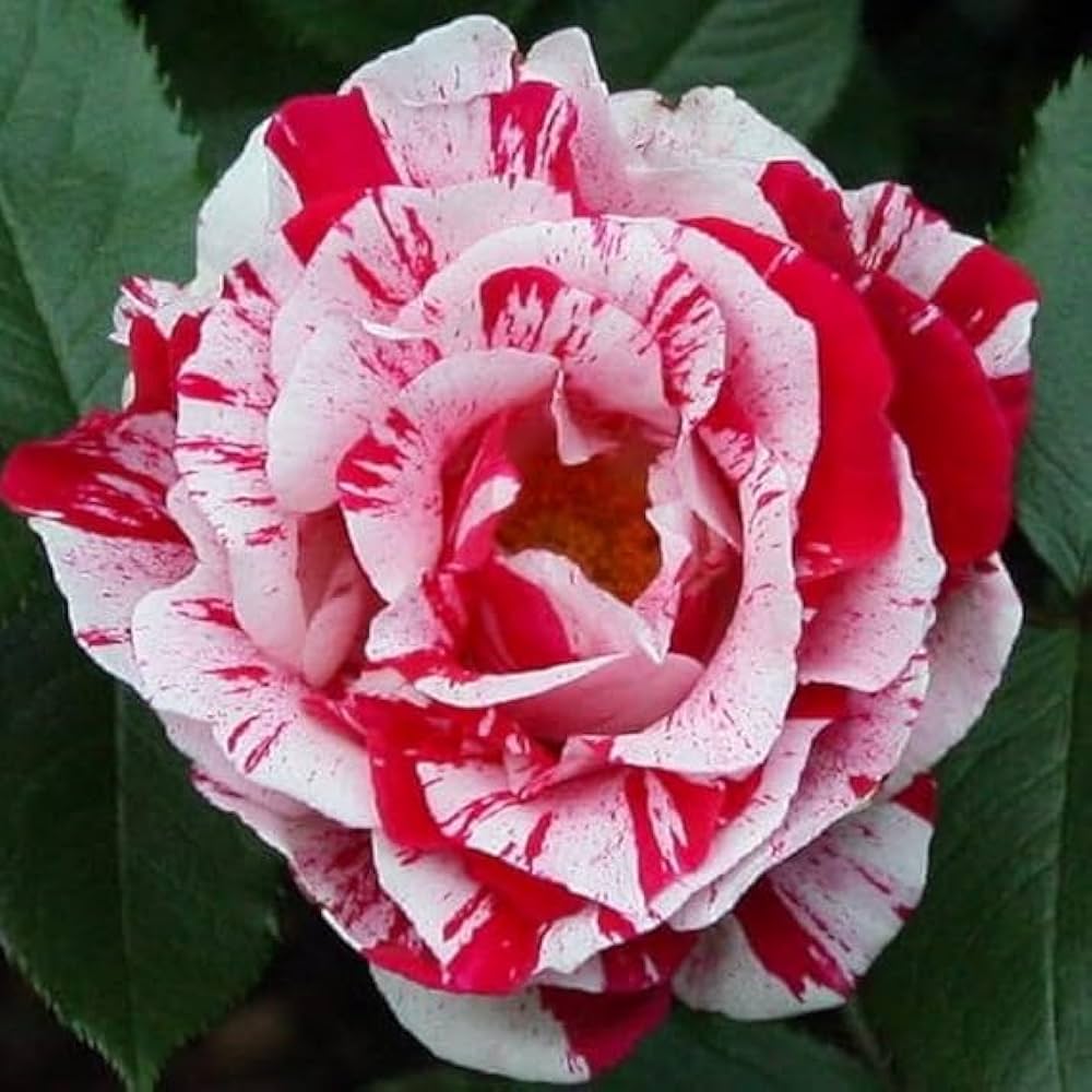 Mini Sentimental Rose