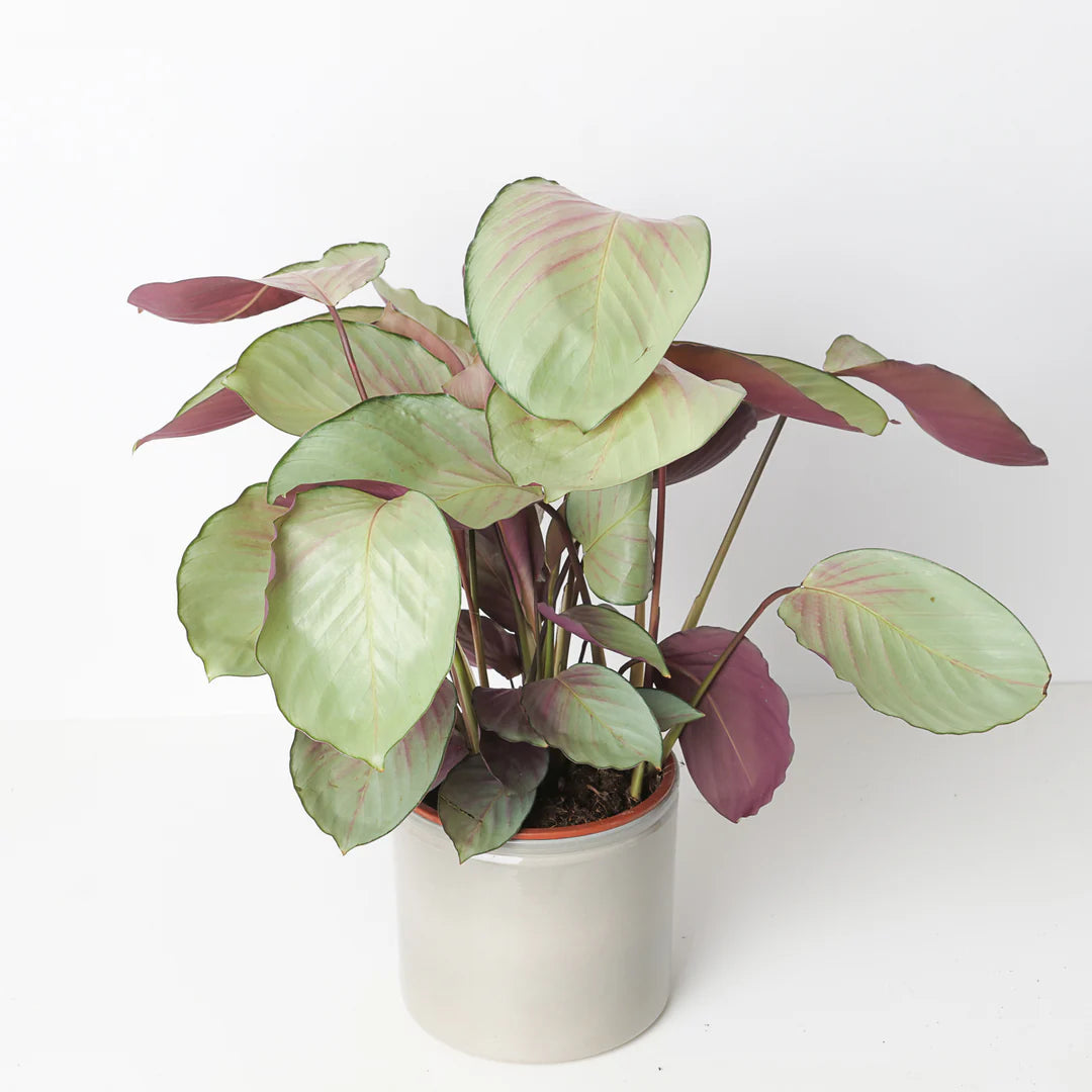Calathea Silver Plate