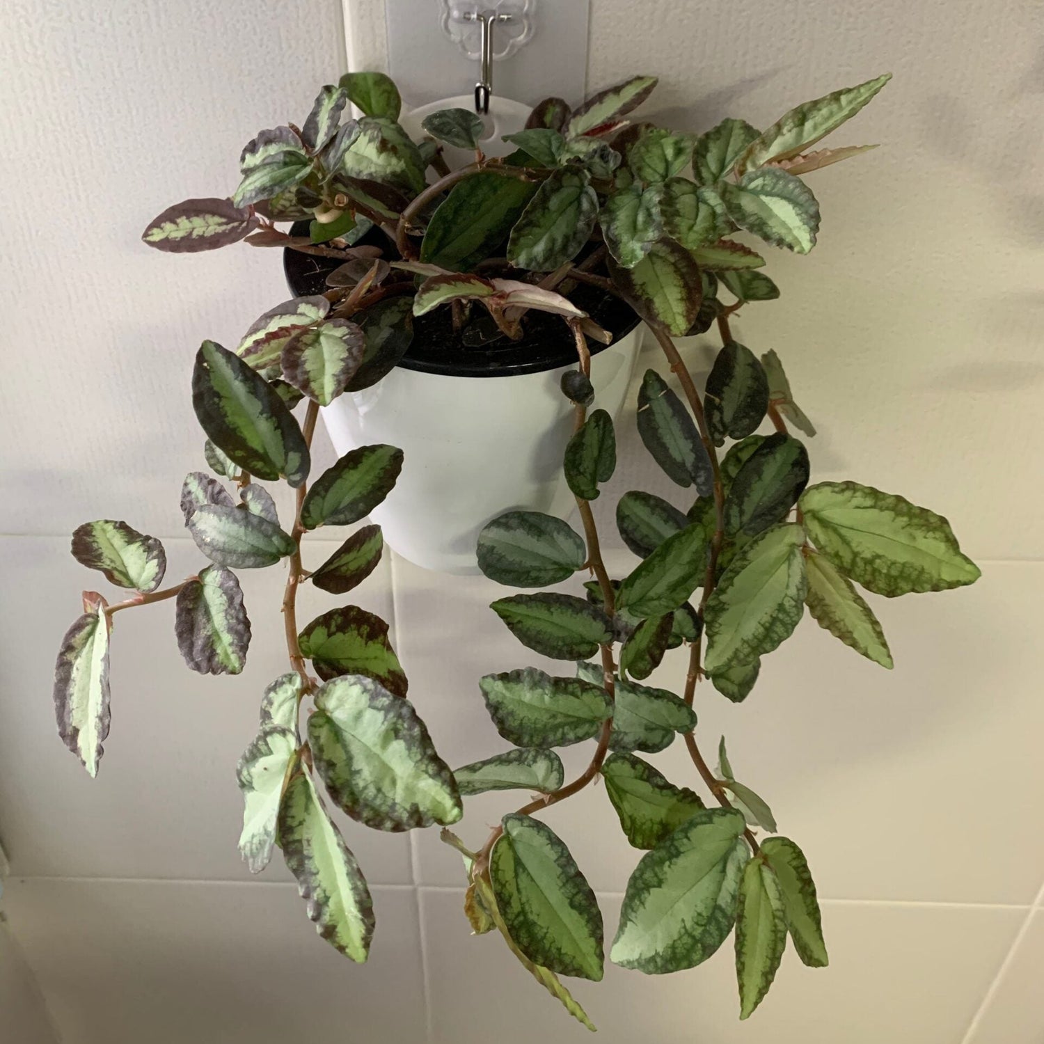 Smoking Plant / Watermelon Begonia