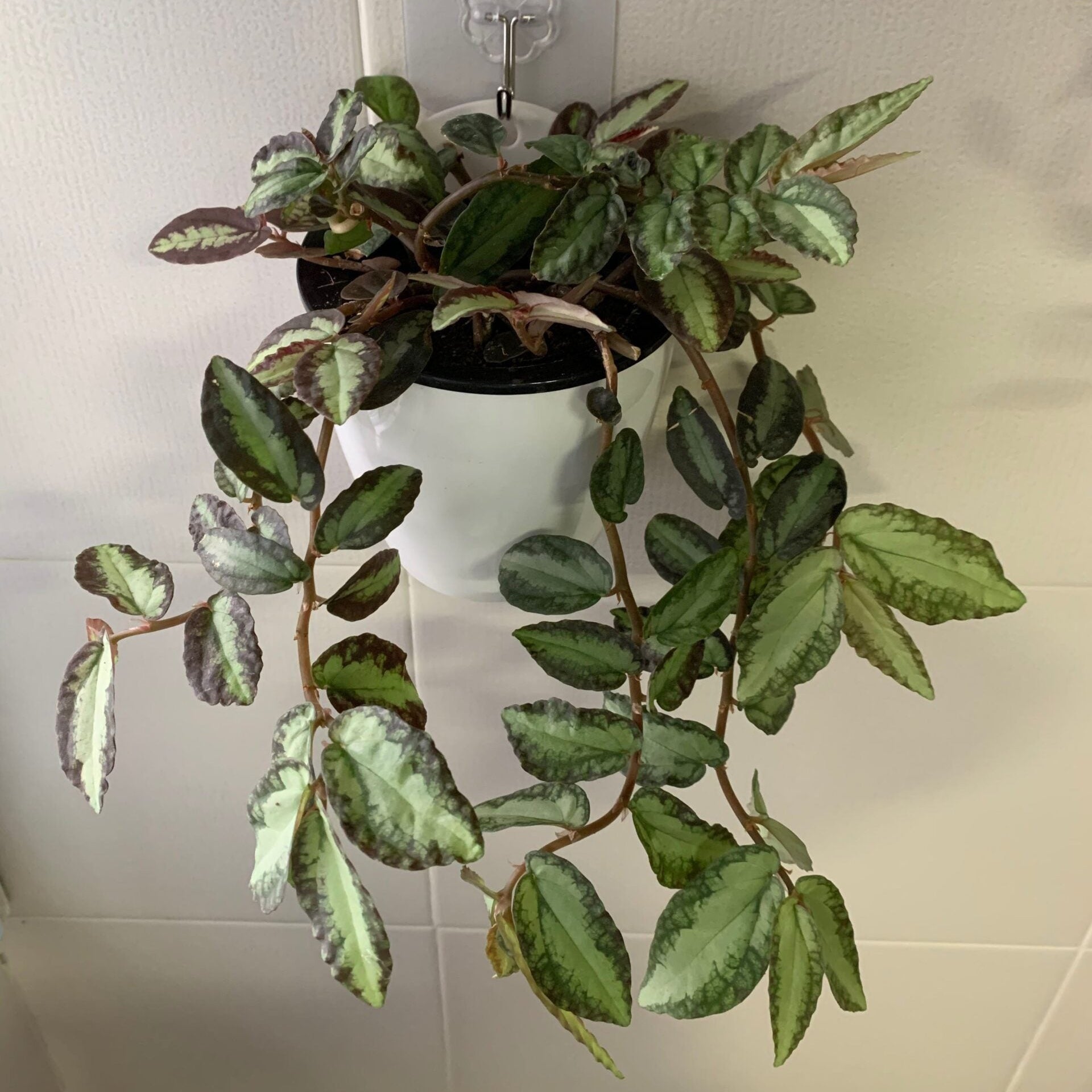 Smoking Plant / Watermelon Begonia