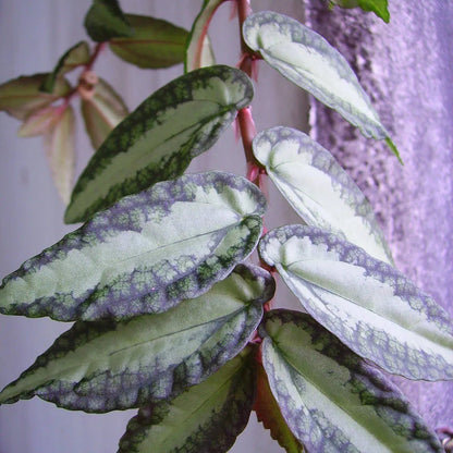 Smoking Plant / Watermelon Begonia