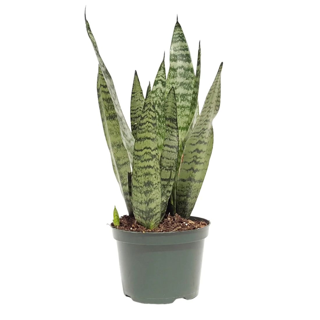Snake Plant Zeylanica