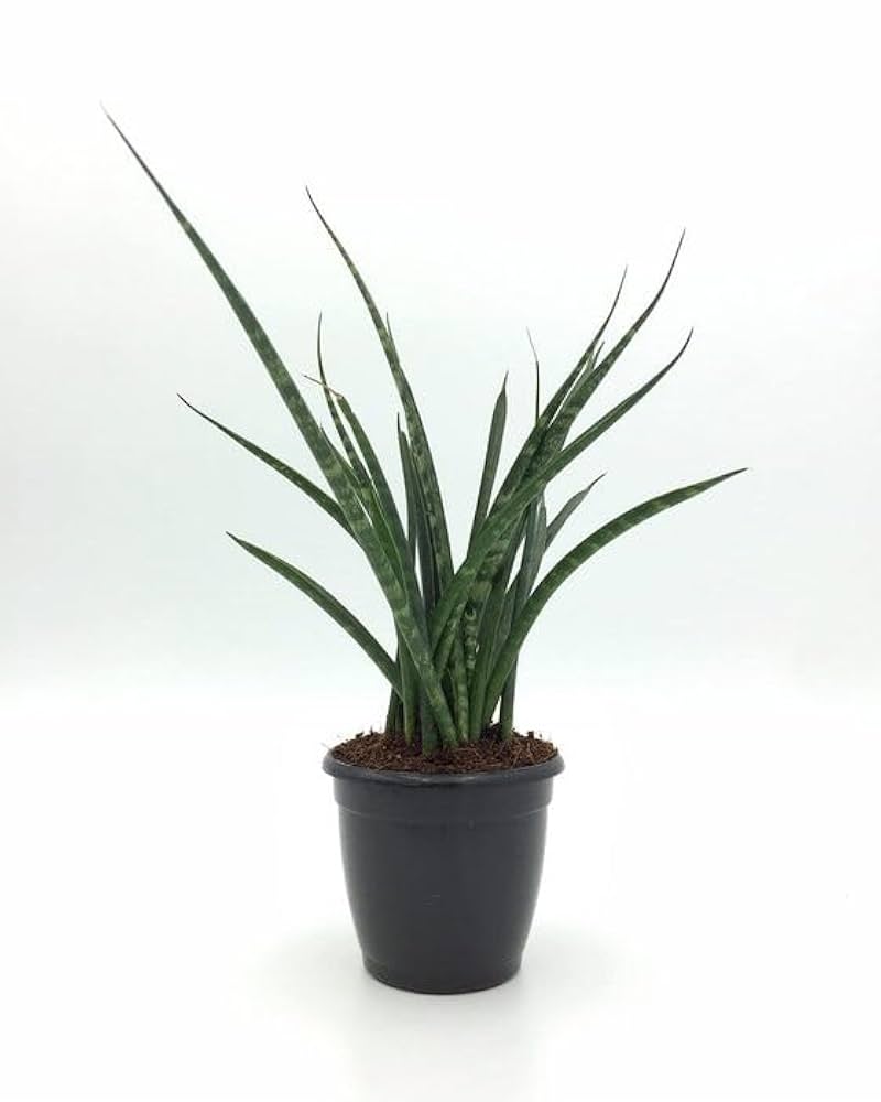 Snake Plant Varieties
