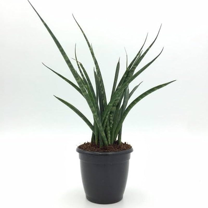 Snake Plant Bacularis