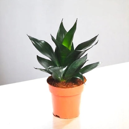 Snake Plant Varieties