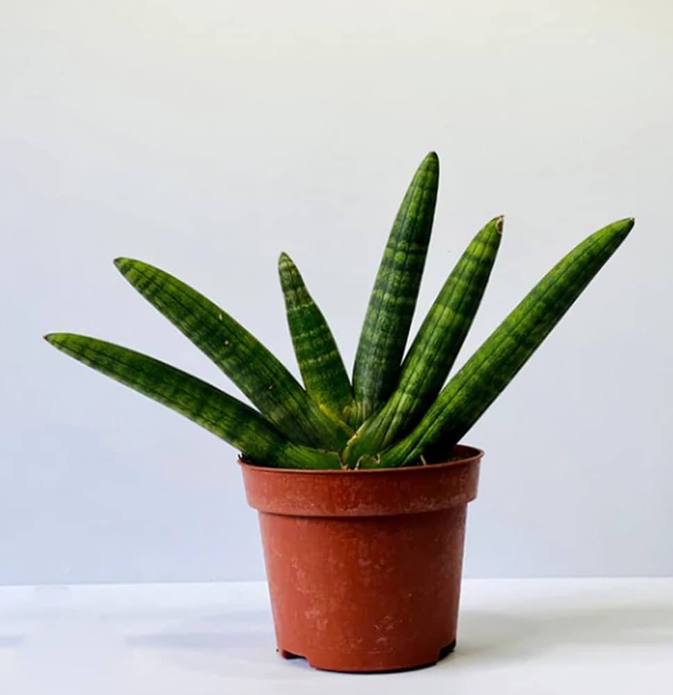 Snake Plant Varieties