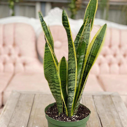 Snake Plant Laurenti
