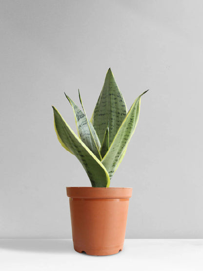 Snake Plant Varieties