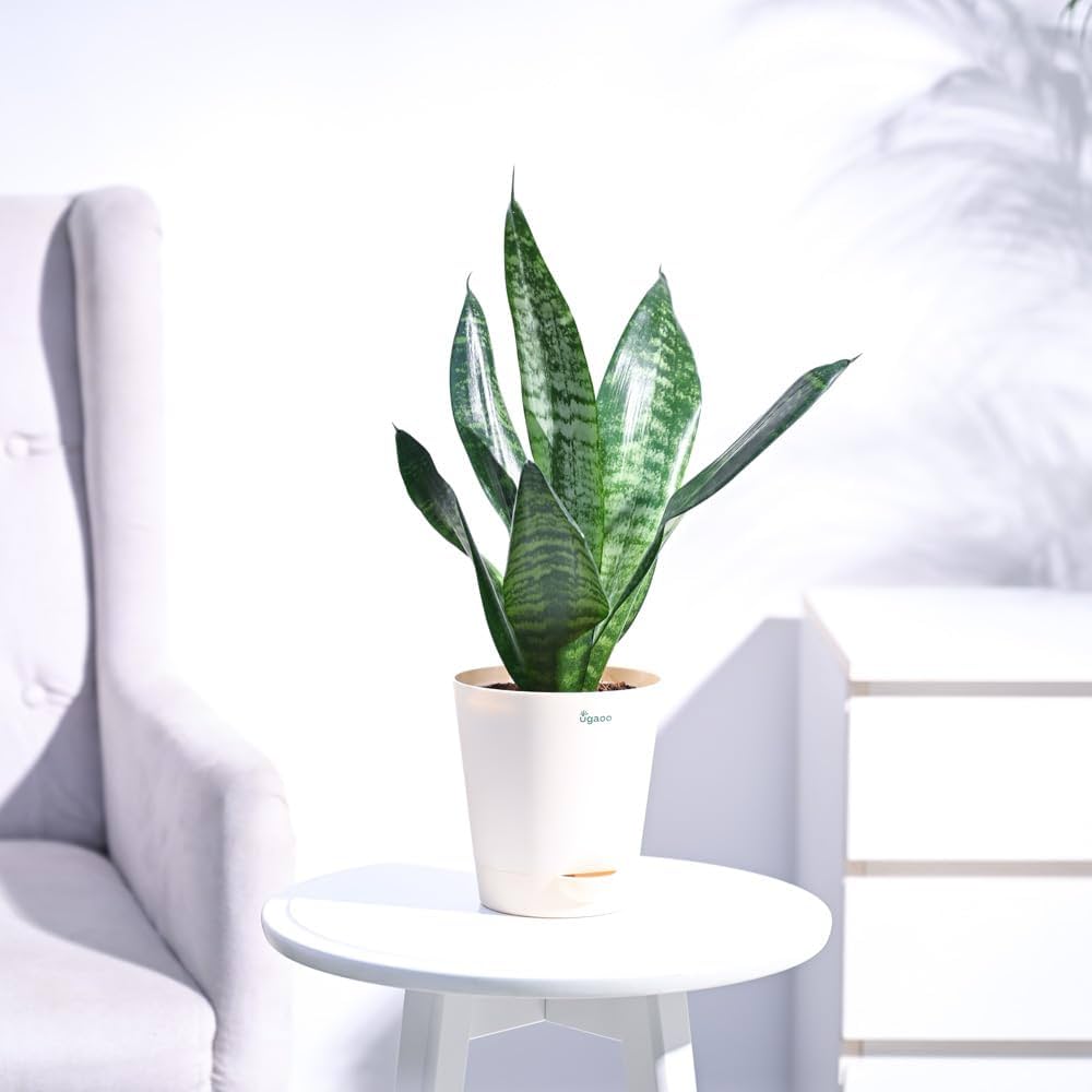 Snake Plant Varieties