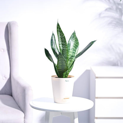 Snake Plant Varieties