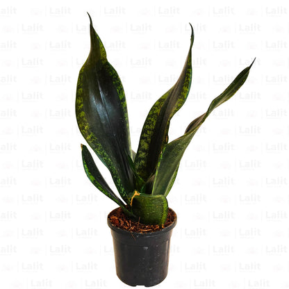Snake Plant Varieties