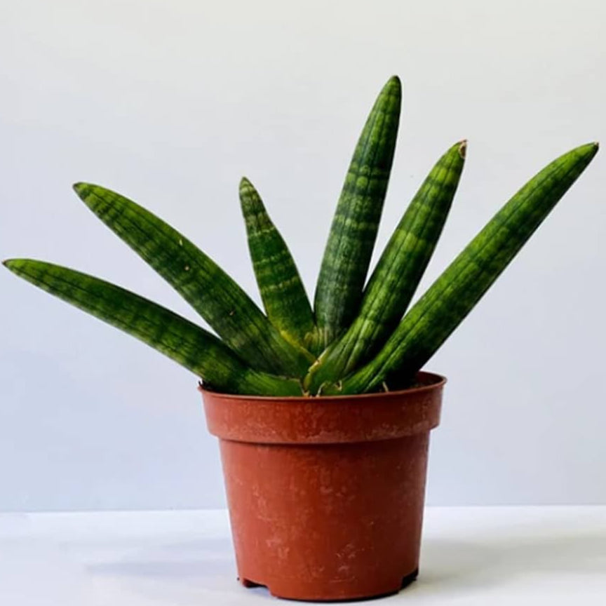 Snake Plant Boncel