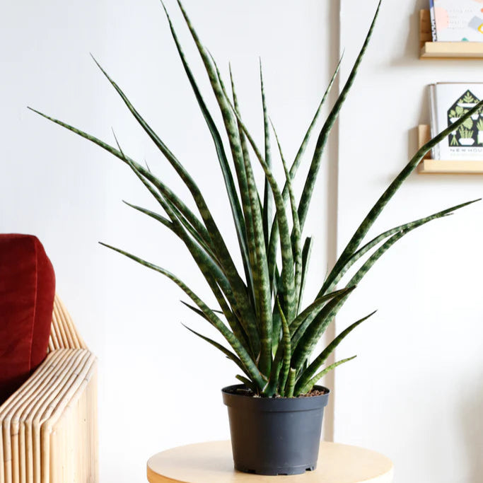 Snake Plant Fernwood