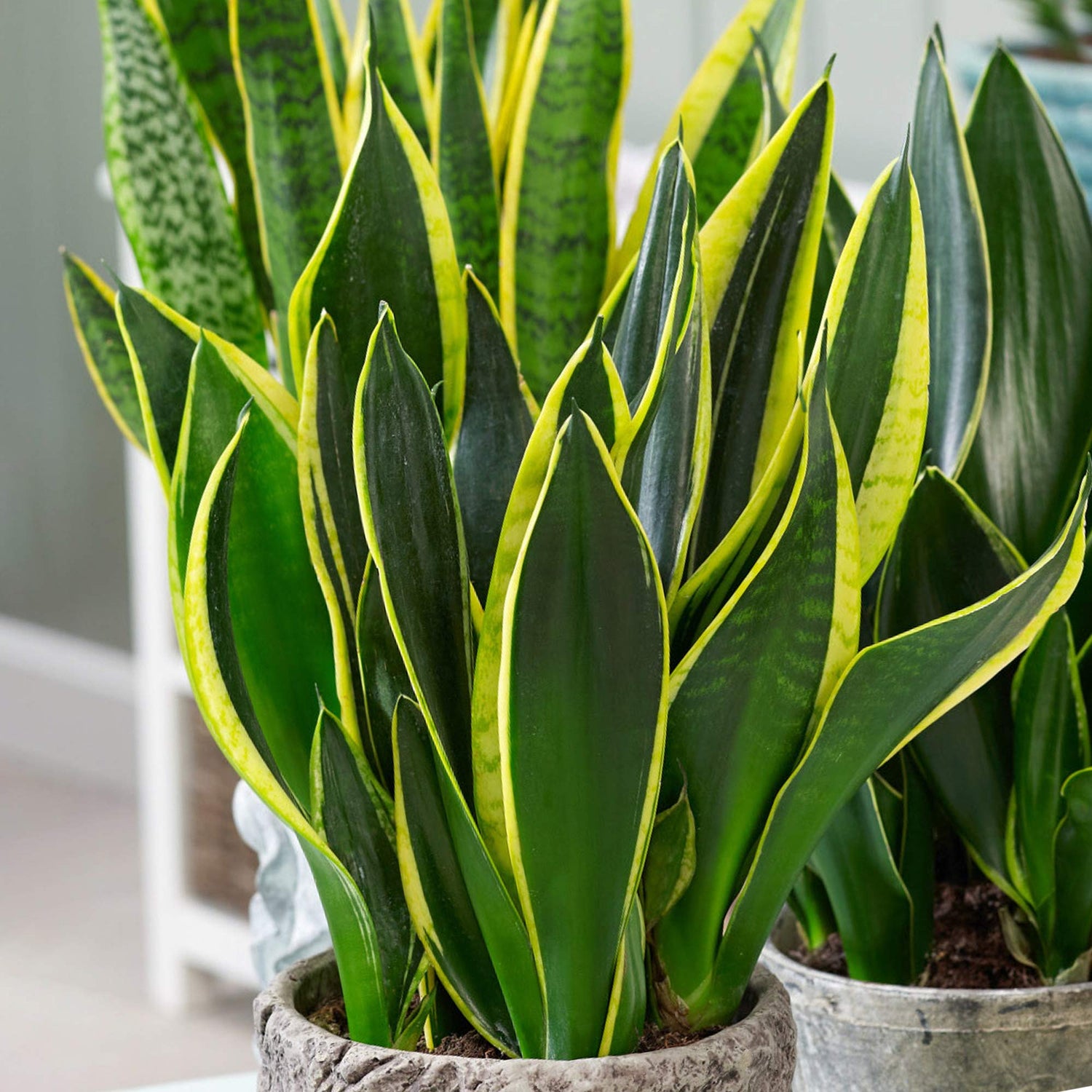 Snake plant Combo of 5 different varieties