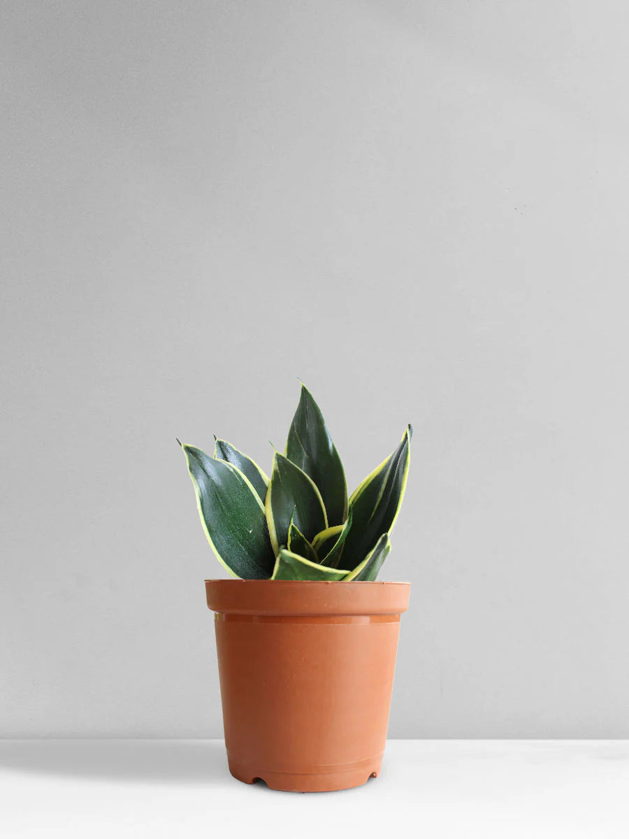 Snake plant Combo of 5 different varieties