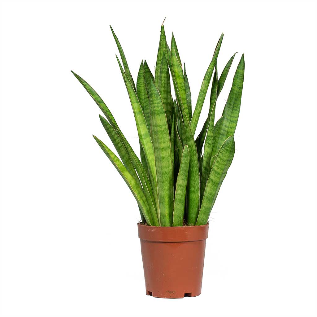 Snake plant Combo of 5 different varieties