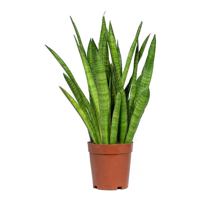 Snake plant Combo of 5 different varieties