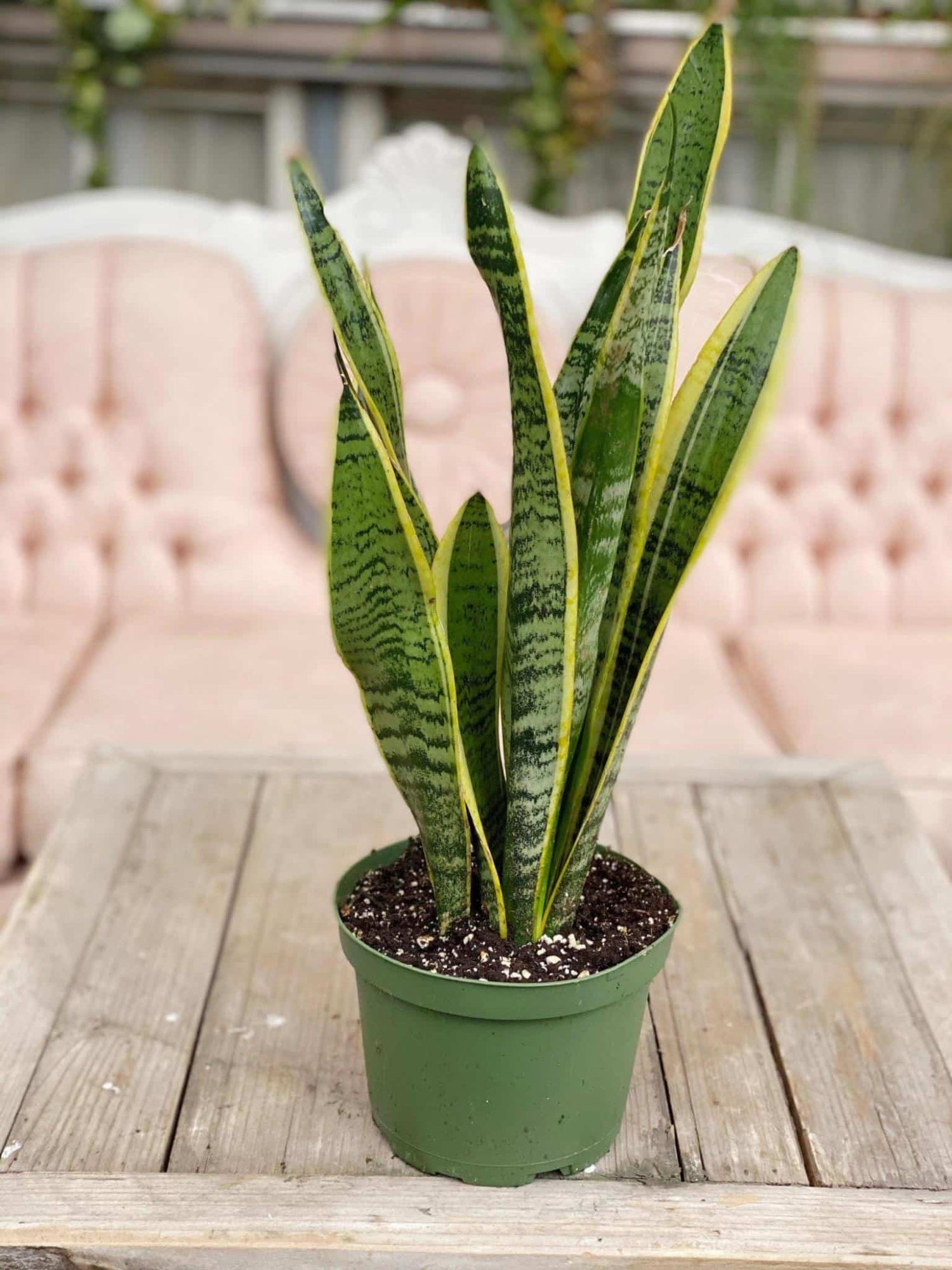 Snake plant Combo of 5 different varieties