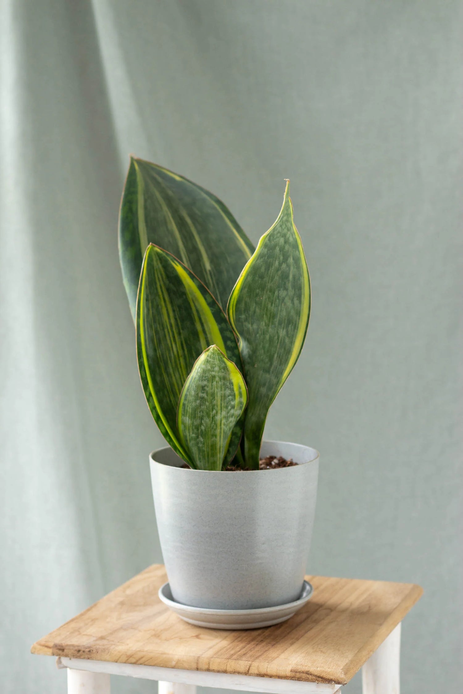 Snake Plant Masoniana