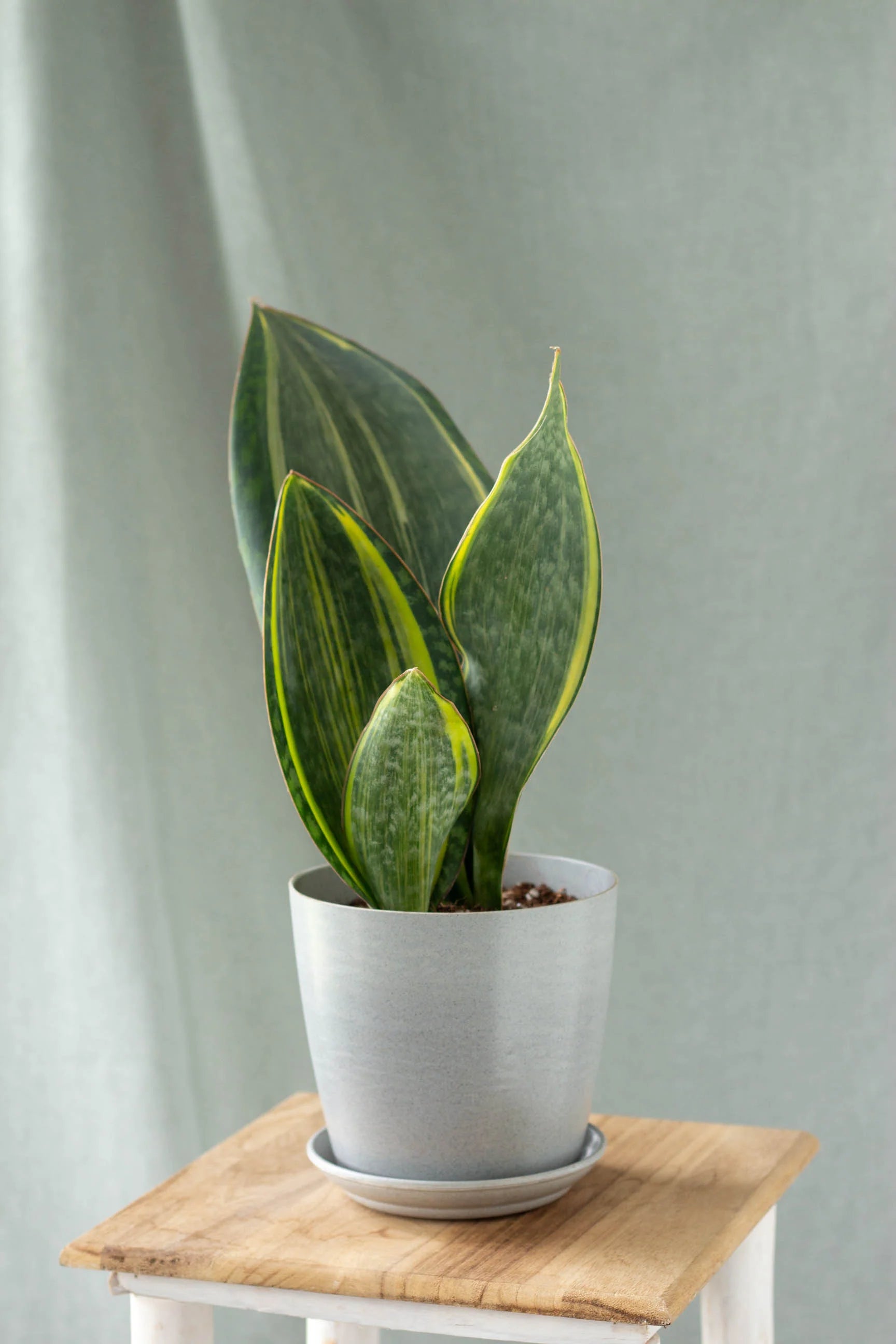 Snake Plant Masoniana