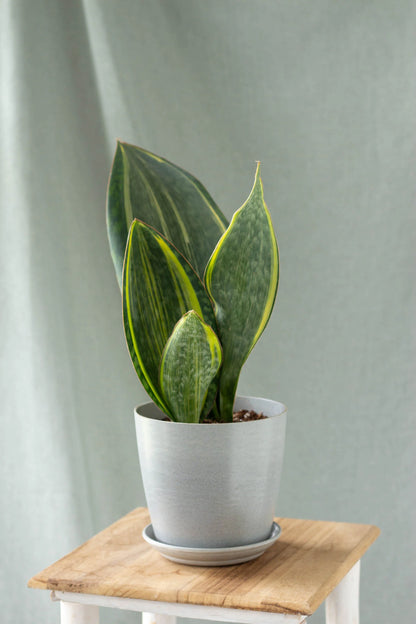 Snake Plant Masoniana