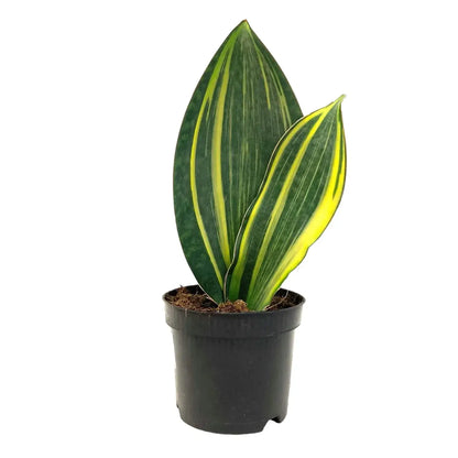 Snake plant Combo of 5 different varieties