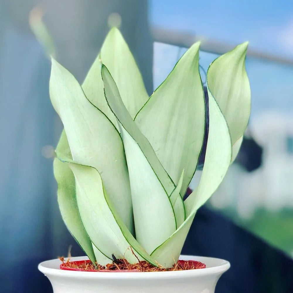 Snake plant Combo of 5 different varieties
