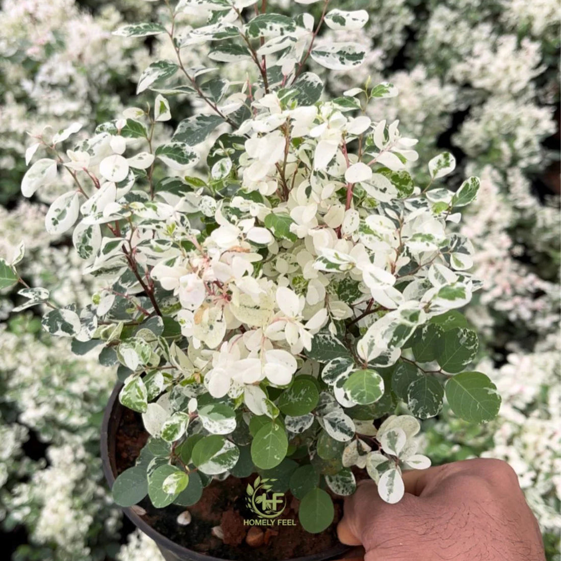 Snow Bush