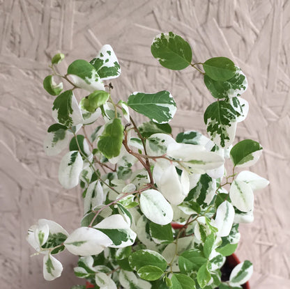Snow Bush