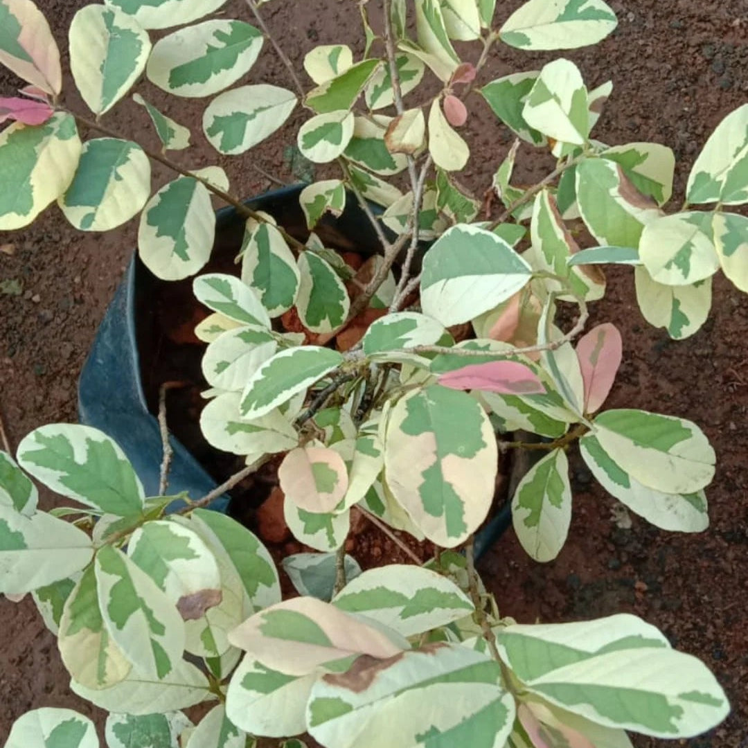 Snow Bush