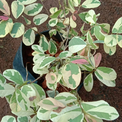 Snow Bush