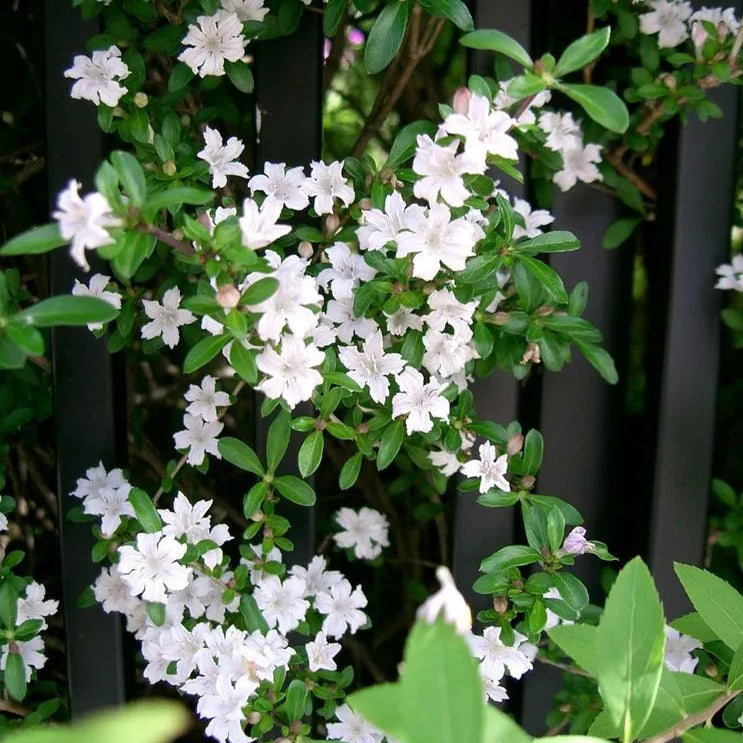 Snow Rose All seasonal flowering plant