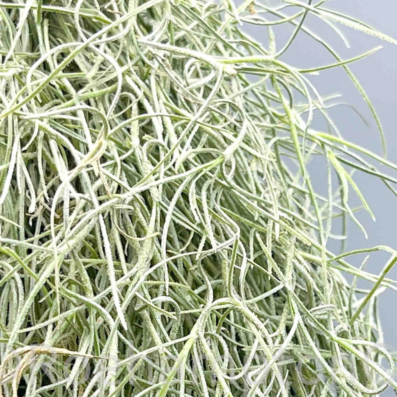 spanish moss vs air plant Spanish Moss(Air Plant)