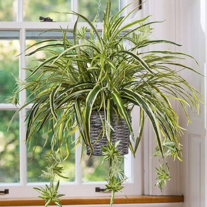 Spider Plant- Hanging -ground filling plant