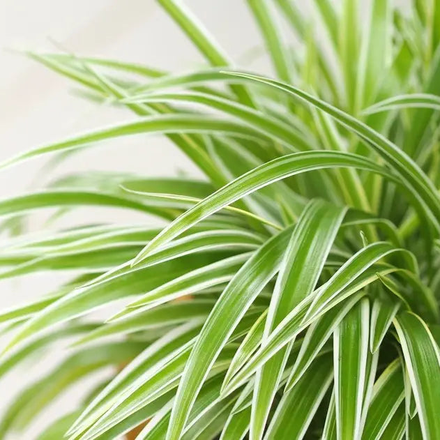 Spider Plant- Hanging -ground filling plant