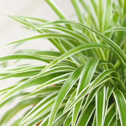 Spider Plant- Hanging -ground filling plant