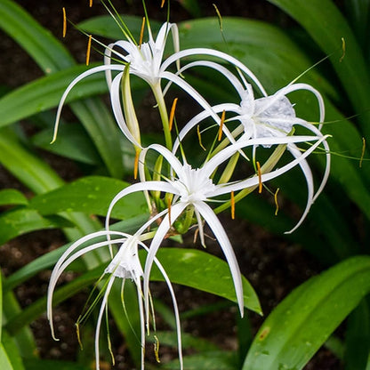 Spider Lily White