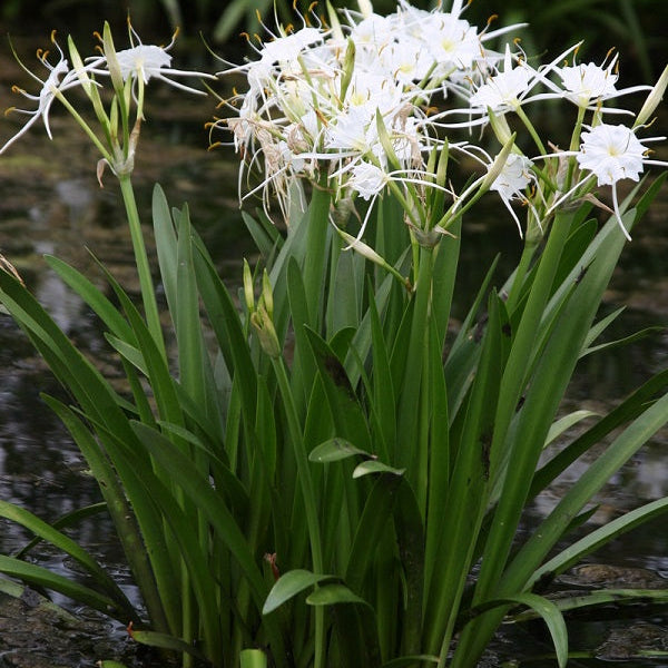 Spider Lily White