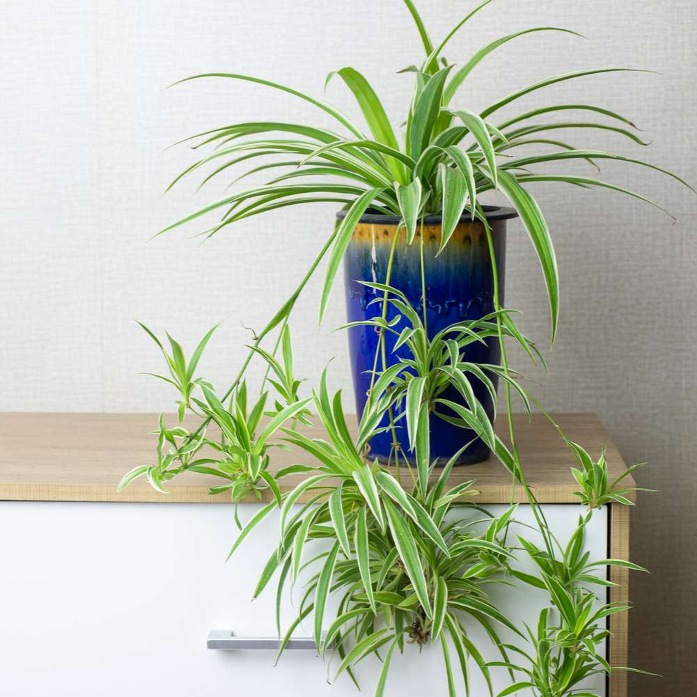 Spider Plant- Hanging -ground filling plant