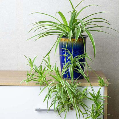 Spider Plant- Hanging -ground filling plant