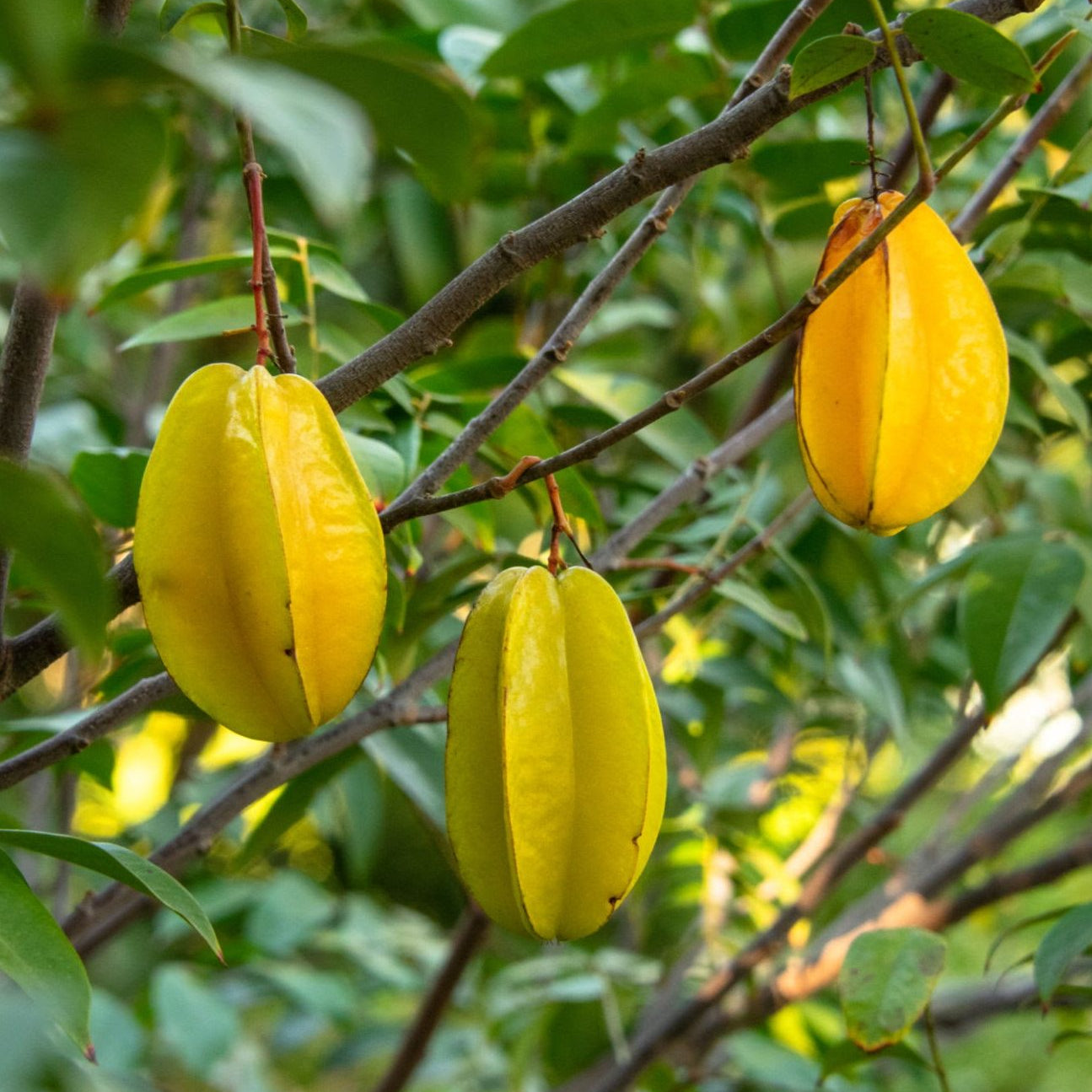 Star Fruit