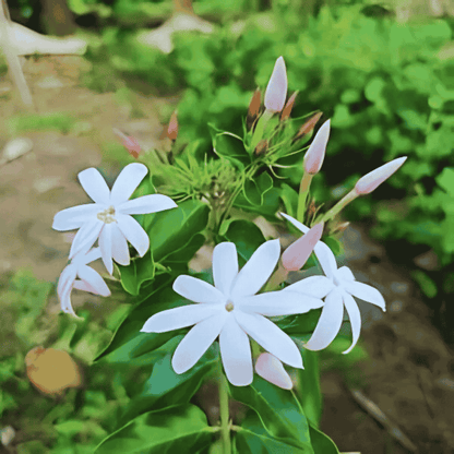 Star Jasmine(Kakkada mulla)